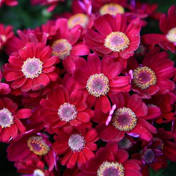 100 pcs/pack Mix color Cineraria Seeds