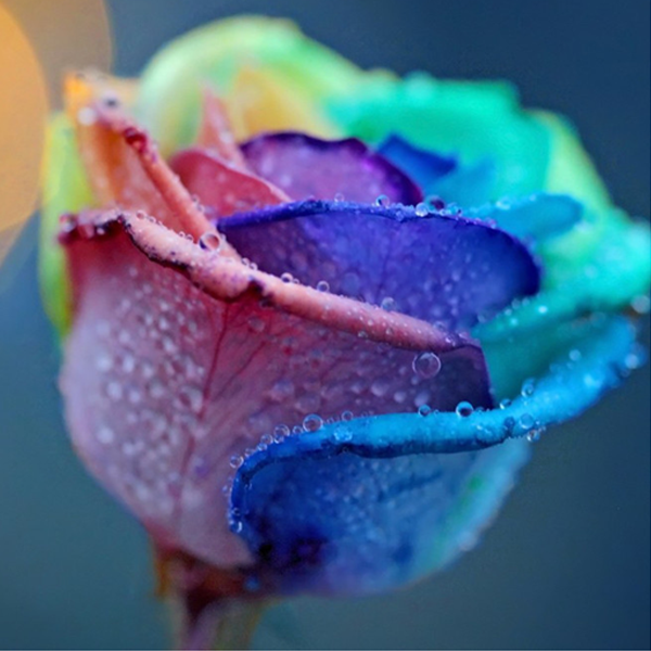 150 Rainbow Rose Seeds