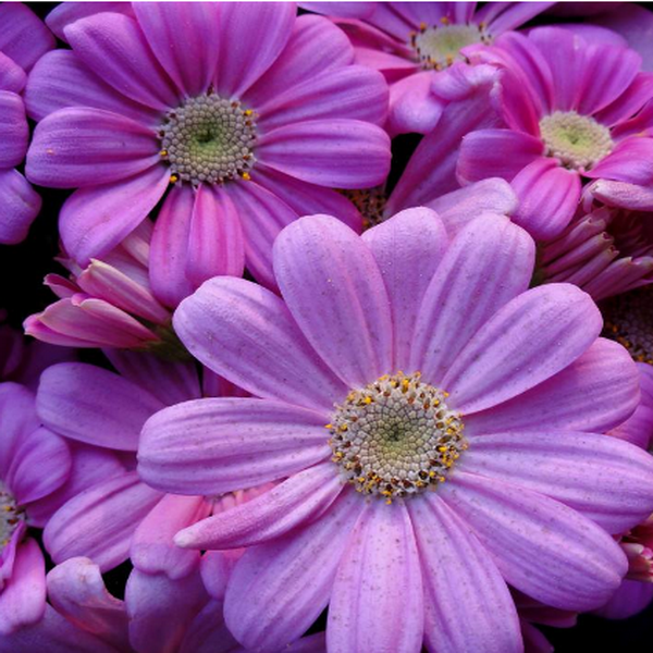 100 pcs/pack Mix color Cineraria Seeds